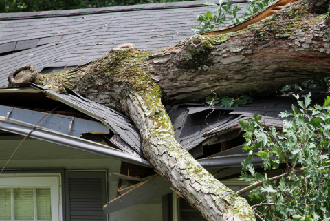 Fallen Tree Damage